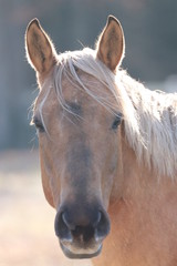 close up of a palomino horse
