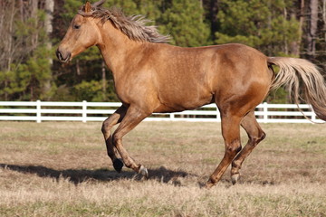 Naklejka na ściany i meble blonde horse running in field