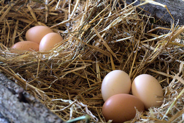 three chicken eggs in the nest. Brown eggs in nest