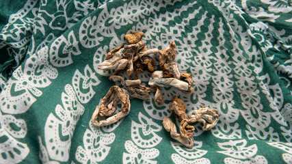 Medical research of psilocybin mushrooms