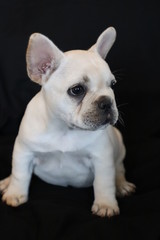 cute french bulldog puppy on black background