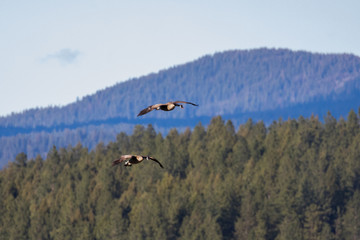 geese in flight