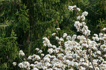 BLÜHENDER BIRNBAUM . BLOOMING PEAR TREE