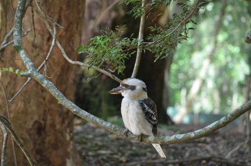 Australian kookaburra