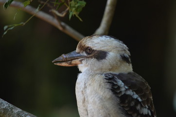 Australian kookaburra