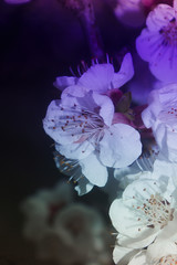Vintage film photo of white flowering on trees. Photo with noise and dust