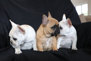 three cute french bulldog puppies