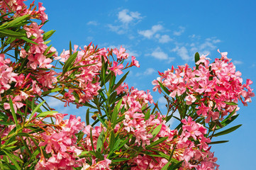 Bright pink flowers of oleander tree ( Nerium oleander )  against  blue sky  on sunny summer day