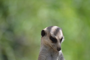 Meerkat
