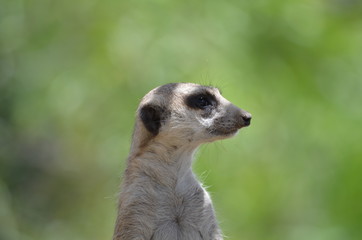Meerkat