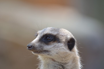 Meerkat