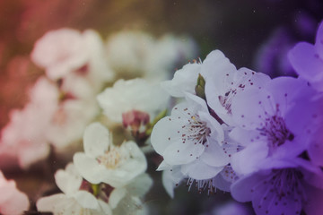 Vintage color photograph of flowering trees with noise and dust texture.