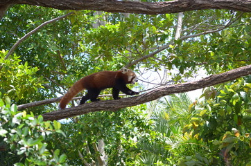 Red Panda