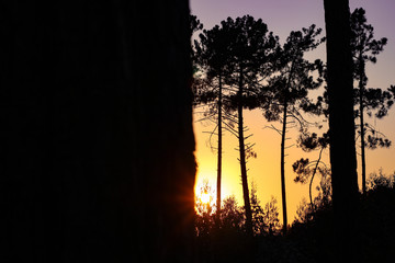 pine tree forest with sunset in the background, shadow, silhouette, nature, black and yellow, sky, sun