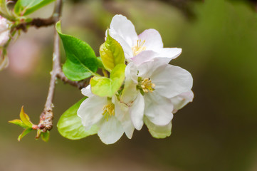 Beautiful Springtime Apple Blossoms. Always an uplifting sight is the emergence of the apple blossoms and the buzzing of bees during pollination during the spring season.