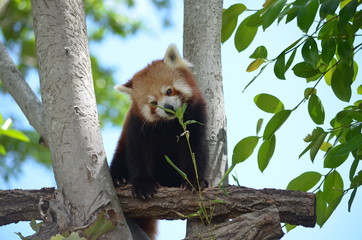 Red Panda