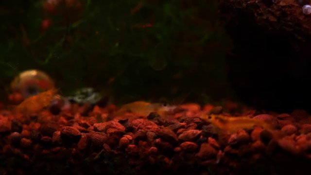 Mehrere Garnelen der Art Neocaridina in einem r&ouml;tlich wirkenden Aquarium