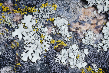 Moss and lichen grow on a stone. Macro. background of Lichen Moss stone.