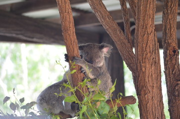 Koala 