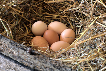 fresh egg in nest at farm