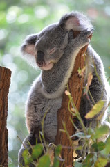 Koala 