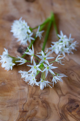 Bärlauch Blüte mit weißen, sternförmigen Blüten
