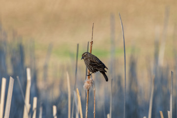 bird on cattail