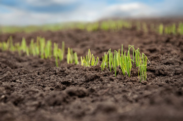 Onion seeds sprouted in an agricultural field. Rows of green onion sprouts in open ground. Selective focus.