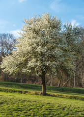 A sour cherry tree with white flowers