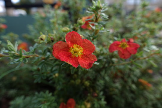 Potentilla fruticosa or Shrubby cinquefoil