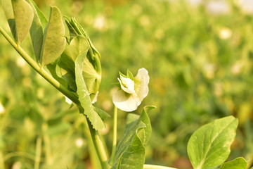 Obraz premium white spring flowers