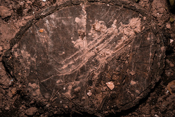 close-up macro detail of tree cross section