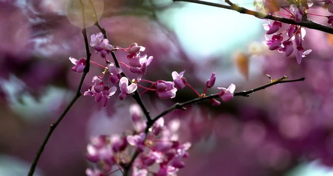 redbud blossoms in springtime