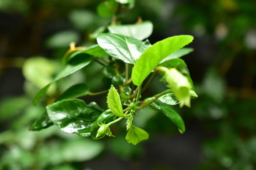 Fototapeta na wymiar fresh green leaves