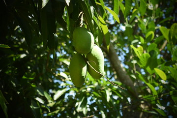 green leaves on a tree