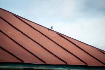 roof and sky