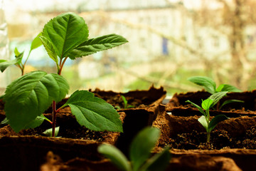 tomato seedling in a greenhouse