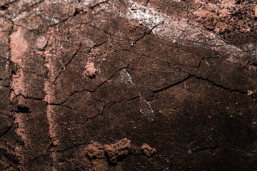 close-up macro detail of tree cross section