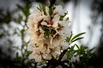 Corsage of flowers of a cherry blossom.