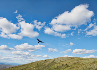 Raven flying over green hill with puffy clouds