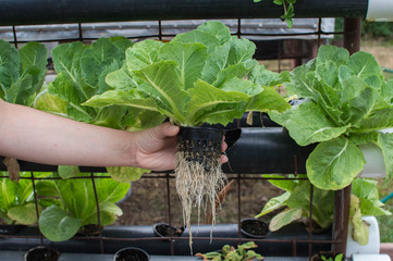 Homemade hydroponic lettuce system.