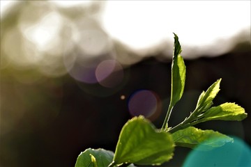 green leaf with bud with space for text and falling sunlight