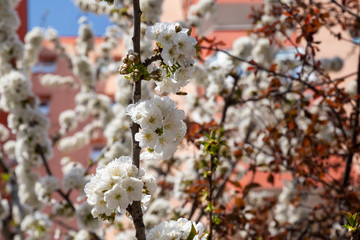 blooming cherry tree