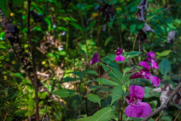 beautiful purple flowers