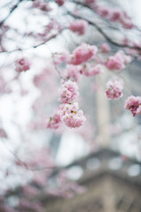 Spring flowers of the cherry tree in Paris