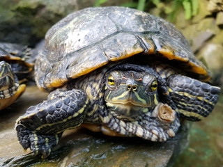 żółw, turtle