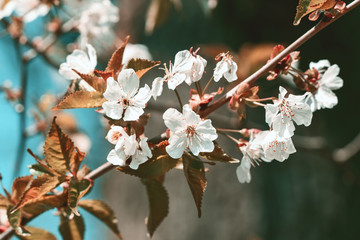 Cherry blossoms close-up in bloom