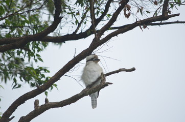 Australian kookaburra