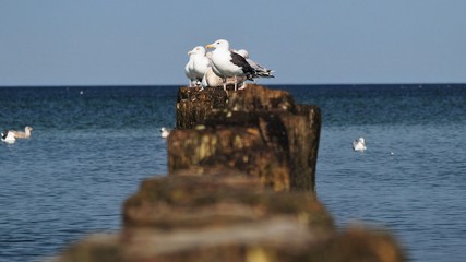 Mewy na falochronie © Maciek