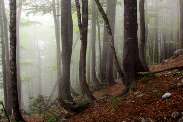 Fog in humid beech forest in summer